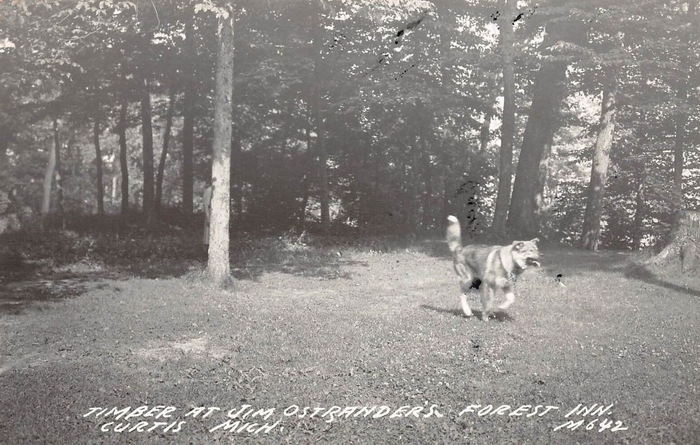 Curtis - Vintage Postcard (newer photo)